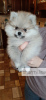 Photo №4. I will sell pomeranian in the city of Minsk. from nursery, breeder - price - 828$