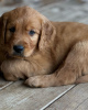 Photo №2 to announcement № 110095 for the sale of golden retriever - buy in Germany breeder