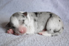 Additional photos: border collie puppies