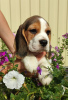 Photo №3. Beagle puppy in the kennel!. Ukraine