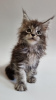 Photo №1. maine coon - for sale in the city of Linz | Is free | Announcement № 95177