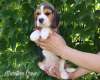 Photo №3. Beagle puppy. Saudi Arabia