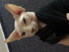 Additional photos: Selling canadian sphynx, bambino