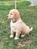 Photo №2 to announcement № 103882 for the sale of golden retriever - buy in Spain breeder