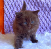 Photo №1. british shorthair - for sale in the city of Cape Coral | 260$ | Announcement № 83695