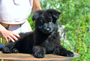 Photo №4. I will sell  in the city of Mariupol. breeder - price - 500$