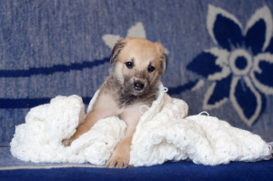 Photo №2 to announcement № 3516 for the sale of non-pedigree dogs - buy in Belarus private announcement