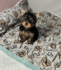 Photo №1. yorkshire terrier - for sale in the city of Budapest | negotiated | Announcement № 110162