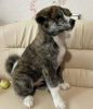 Photo №2 to announcement № 13109 for the sale of akita - buy in Russian Federation private announcement, breeder