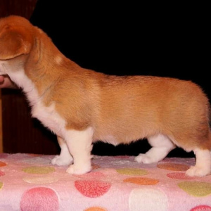 Photo №1. welsh corgi - for sale in the city of Yekaterinburg | 785$ | Announcement № 5787