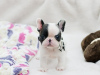 Photo №1. french bulldog - for sale in the city of Essen | negotiated | Announcement № 64572