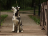 Photo №3. Siberian Husky puppies. Russian Federation