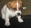 Photo №2 to announcement № 44884 for the sale of jack russell terrier - buy in Lithuania private announcement