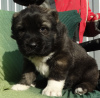 Additional photos: Central Asian Shepherd puppies