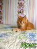 Photo №4. I will sell maine coon in the city of St. Petersburg. private announcement, from nursery, breeder - price - 467$