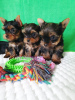 Photo №4. I will sell yorkshire terrier in the city of Tbilisi. private announcement - price - negotiated