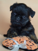 Photo №1. belgian griffon - for sale in the city of Москва | negotiated | Announcement № 88557