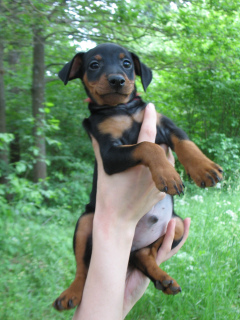 Photo №1. miniature pinscher - for sale in the city of Mogilyov | Negotiated | Announcement № 2775