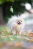 Photo №2 to announcement № 121651 for the sale of pomeranian - buy in Belarus breeder