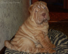 Photo №2 to announcement № 8364 for the sale of shar pei - buy in Russian Federation from nursery