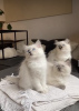 Photo №1. ragdoll - for sale in the city of Munich | 269$ | Announcement № 108940