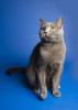 Photo №3. Charming British cat Gretta really wants to find a safe home.. Russian Federation