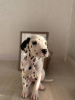 Photo №4. I will sell dalmatian dog in the city of Warsaw. from nursery, breeder - price - 399$