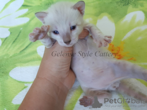 Photo №2 to announcement № 7253 for the sale of bengal cat - buy in Russian Federation from nursery