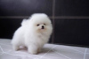 Photo №2 to announcement № 95007 for the sale of pomeranian - buy in Netherlands private announcement