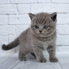 Photo №3. British Shorthair kittens for sale. Germany