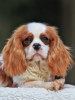 Photo №2 to announcement № 43377 for the sale of cavalier king charles spaniel - buy in United States private announcement