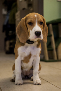 Photo №2 to announcement № 5561 for the sale of beagle - buy in Russian Federation private announcement