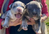 Photo №3. American Bully Pocket Tricolor Merle puppies. Serbia