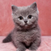 Photo №3. Katherine Murphy Munchkin kittens. United Kingdom