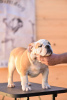 Photo №3. English bulldog. Serbia