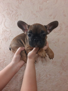 Photo №1. french bulldog - for sale in the city of Kreminna | 187$ | Announcement № 5421