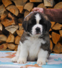Photo №2 to announcement № 8127 for the sale of st. bernard - buy in Belarus from nursery