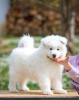 Photo №2 to announcement № 100619 for the sale of samoyed dog - buy in Serbia 