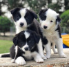 Photo №1. border collie - for sale in the city of Warsaw | 423$ | Announcement № 124418