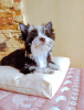 Photo №1. yorkshire terrier - for sale in the city of Kiev | 800$ | Announcement № 51296