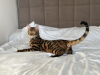 Additional photos: Gorgeous Bengal boy for breeding