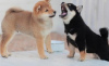 Photo №1. shiba inu - for sale in the city of Berlin | 370$ | Announcement № 116807