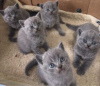 Photo №1. british shorthair - for sale in the city of Bamberg | Is free | Announcement № 116134