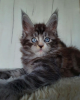 Photo №1. maine coon - for sale in the city of Paris | negotiated | Announcement № 85901