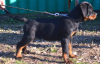 Photo №4. I will sell rottweiler in the city of Werbass.  - price - negotiated