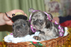 Photo №2 to announcement № 8488 for the sale of french bulldog - buy in Ukraine breeder