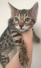 Photo №2 to announcement № 111970 for the sale of bengal cat - buy in Germany private announcement, breeder