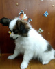 Photo №3. papillon boy. Ukraine