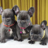 Photo №1. french bulldog - for sale in the city of Dusseldorf | 317$ | Announcement № 73872