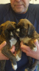 Photo №2 to announcement № 98602 for the sale of boxer - buy in Sweden private announcement